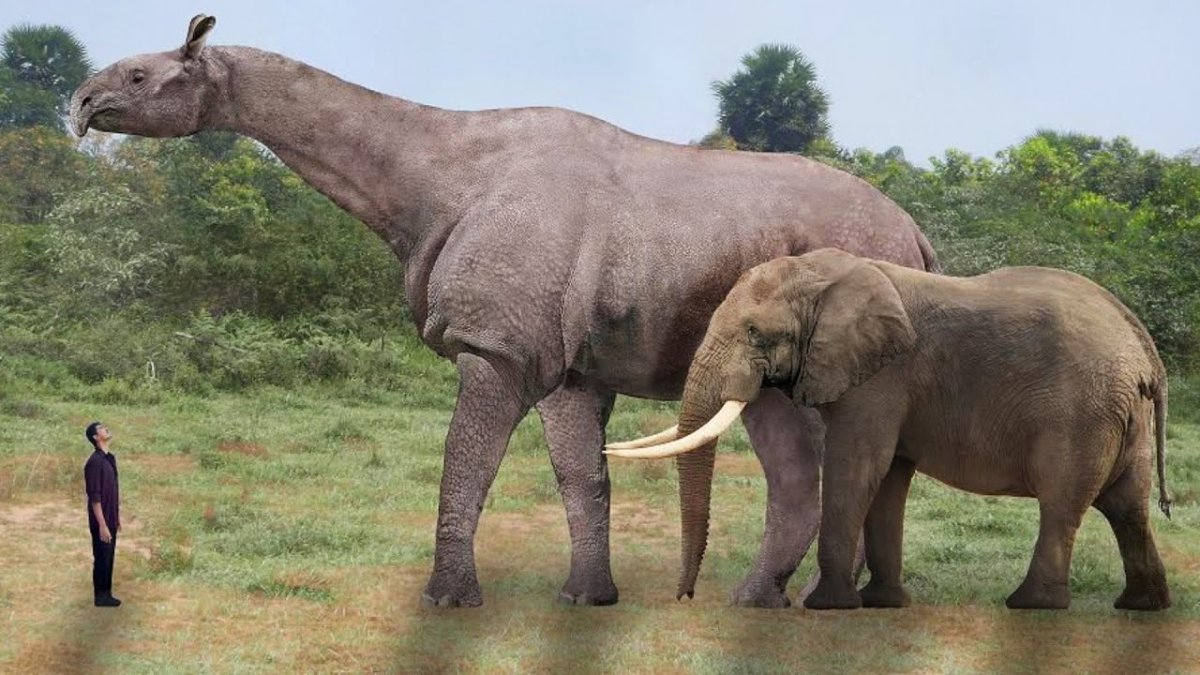 Гигантский носорог Индрикотерий