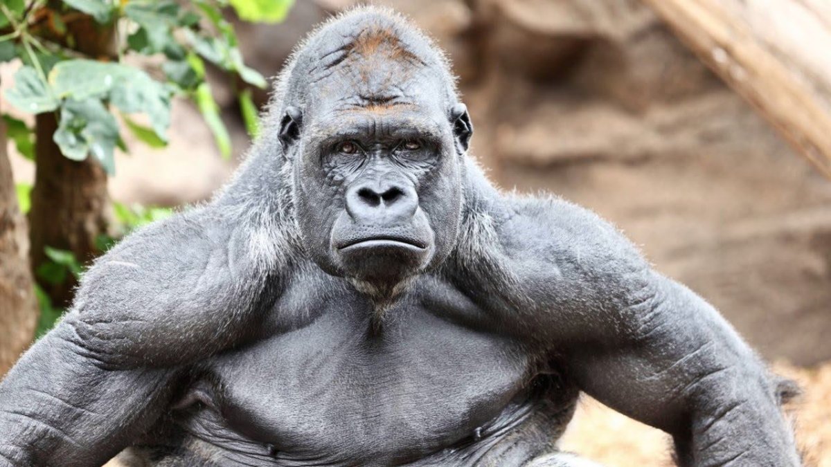 Сильвербэк горилла