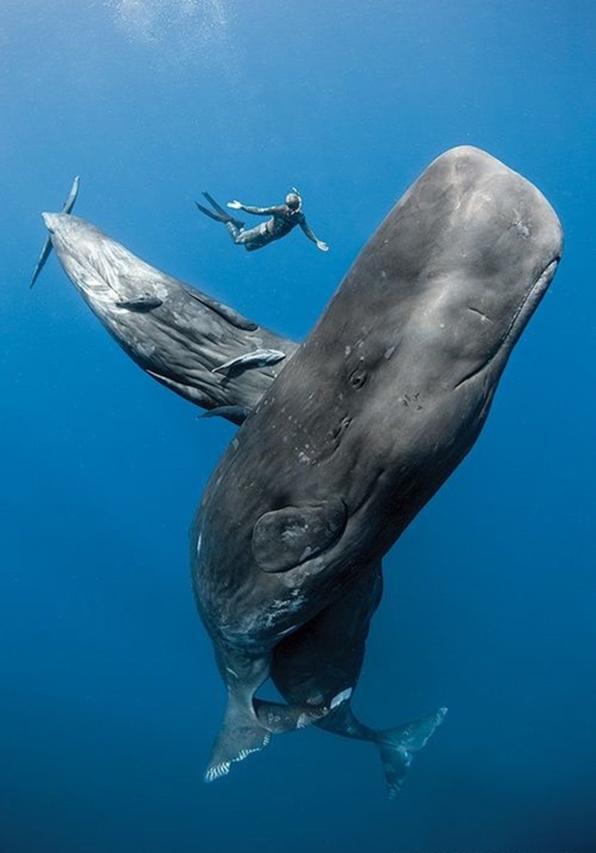 Кит Кашалот