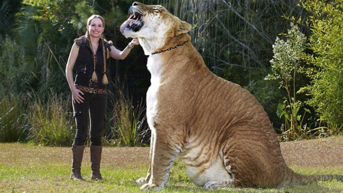 Лигр Геркулес