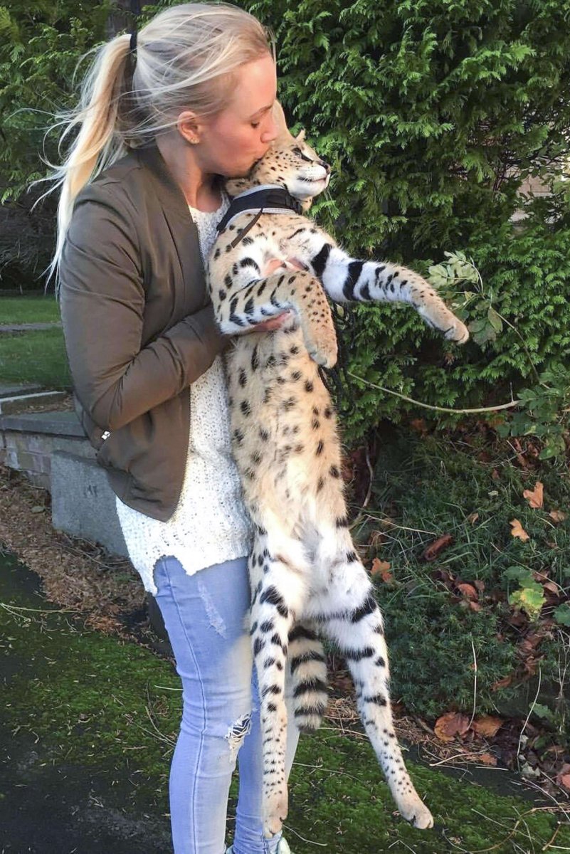 Кошка Саванна и сервал