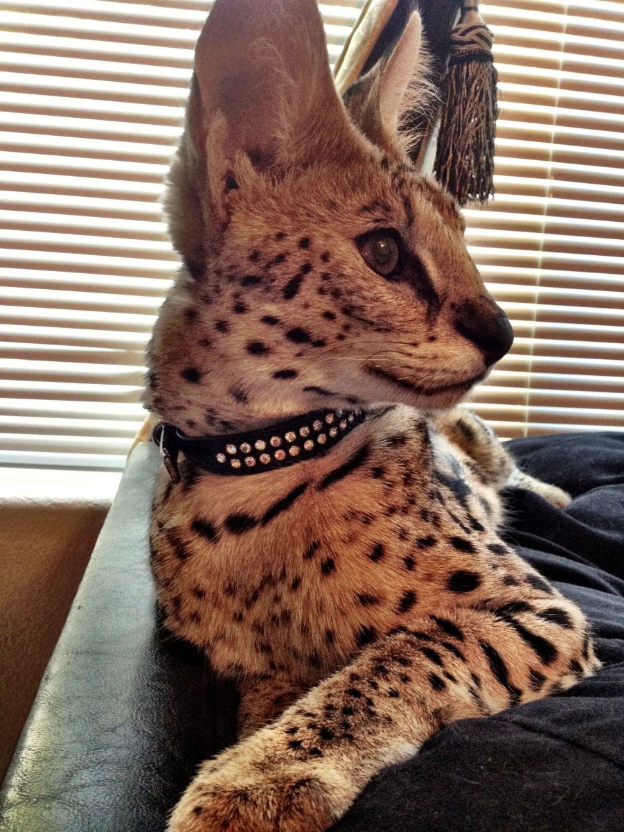 Сервал Ашера Саванна