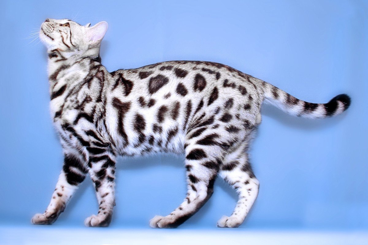 Браун Марбл бенгалы