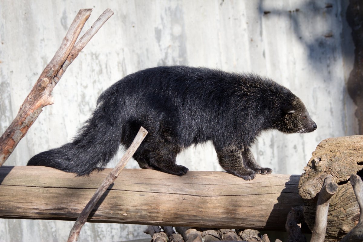 Arctictis Binturong