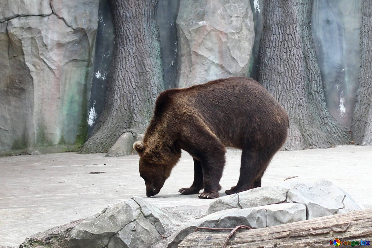 Хвостик медведя