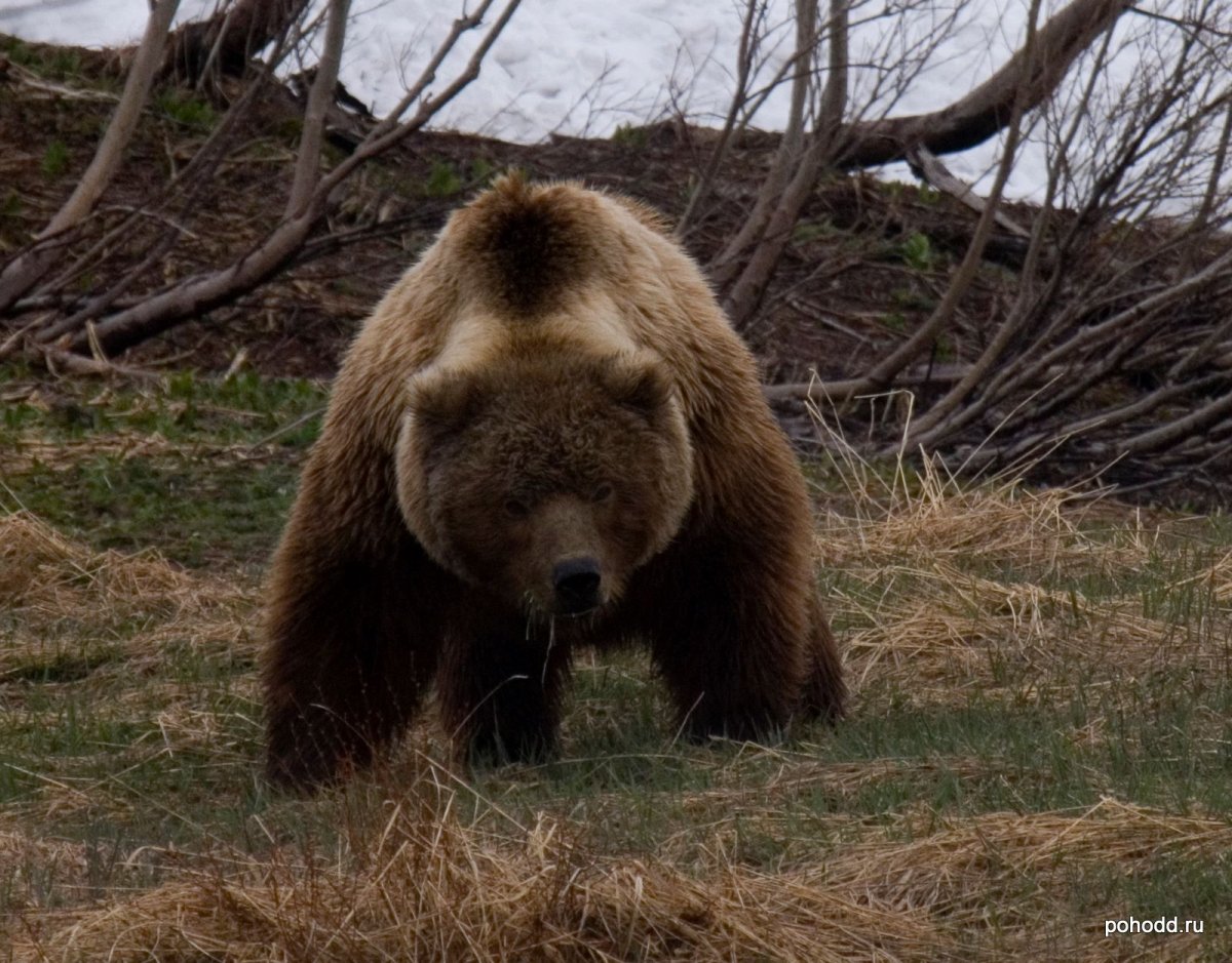 Архангельский медведь