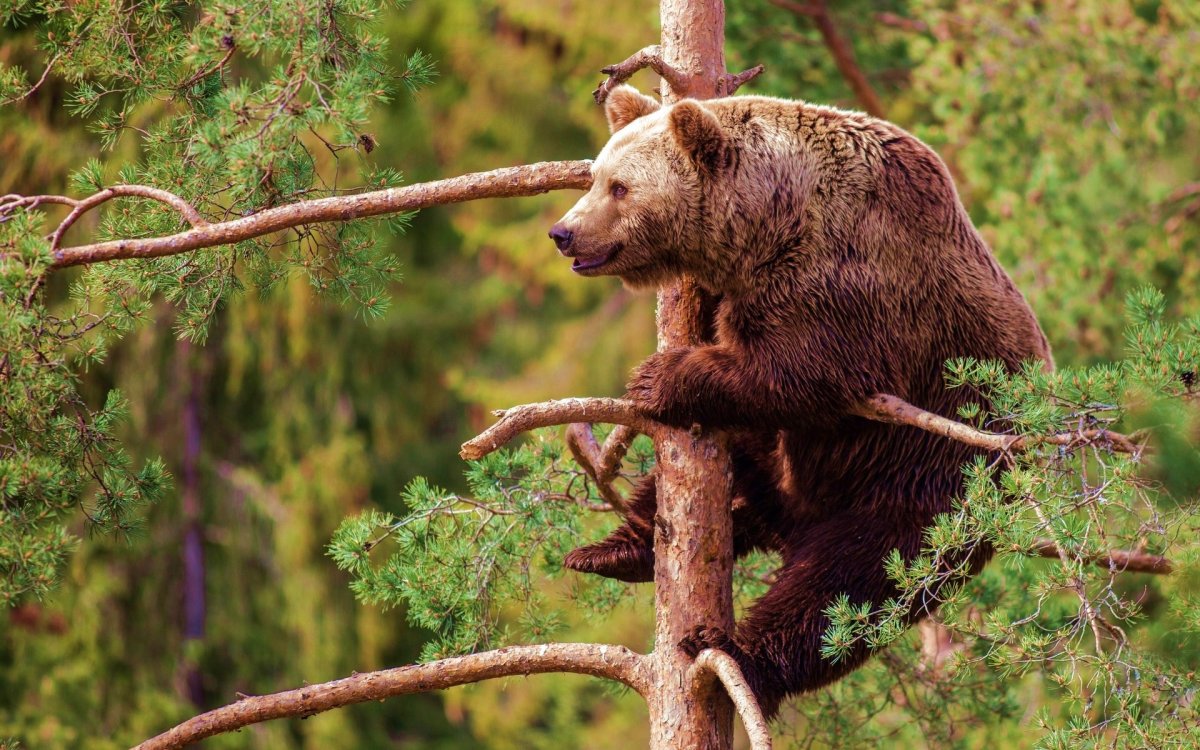 Бурый медведь Лапландский заповедник