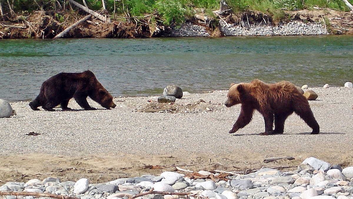 Медведь на севере