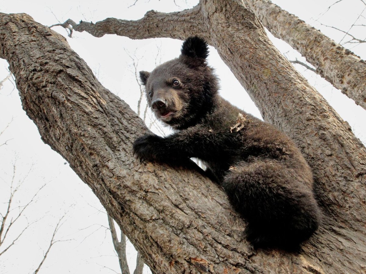 Гималайский медведь