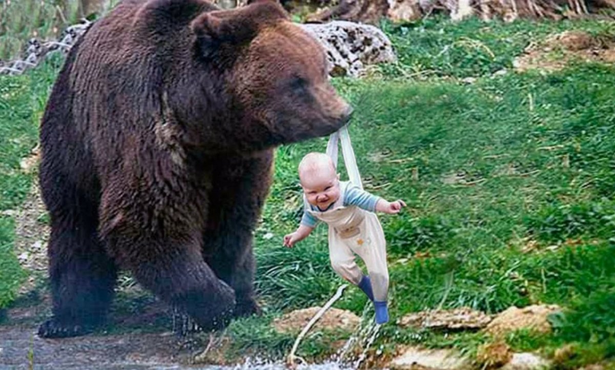 День медведя