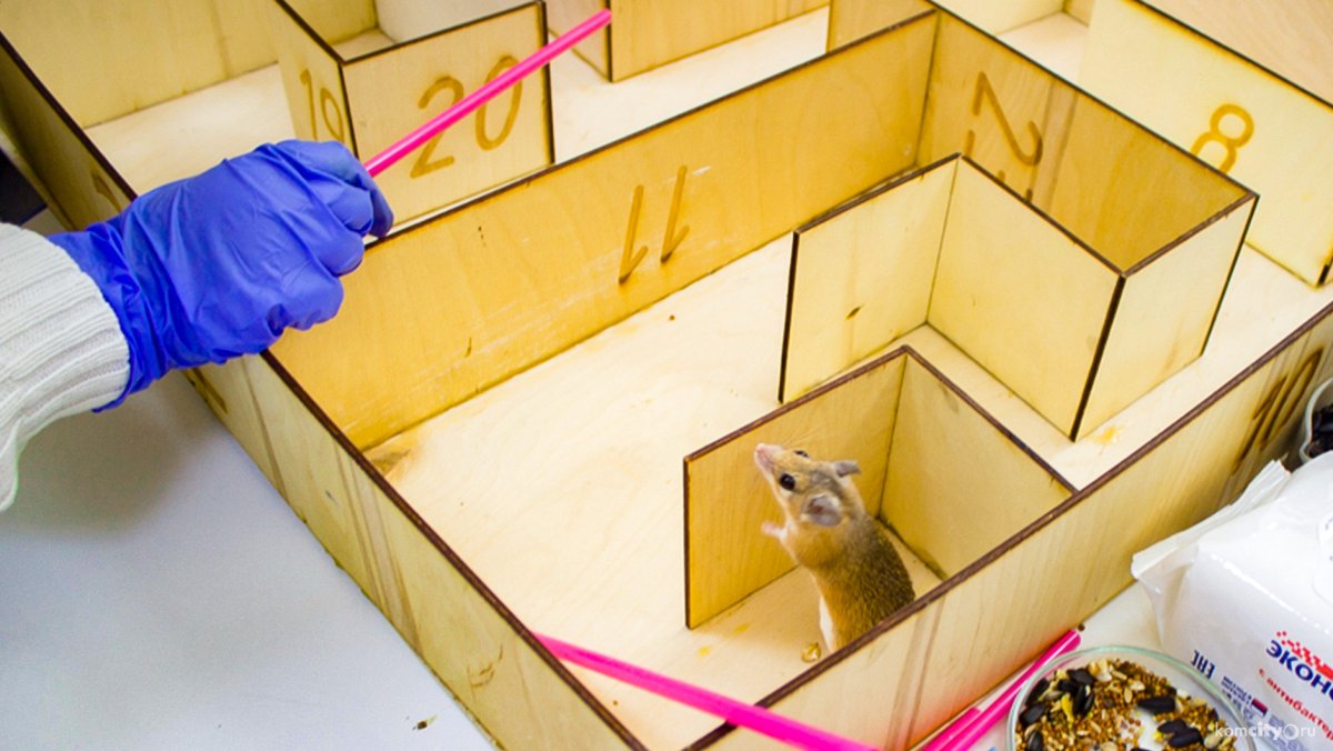 Лабиринт с мышкой