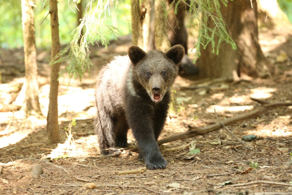 Фото центр спасения медведей