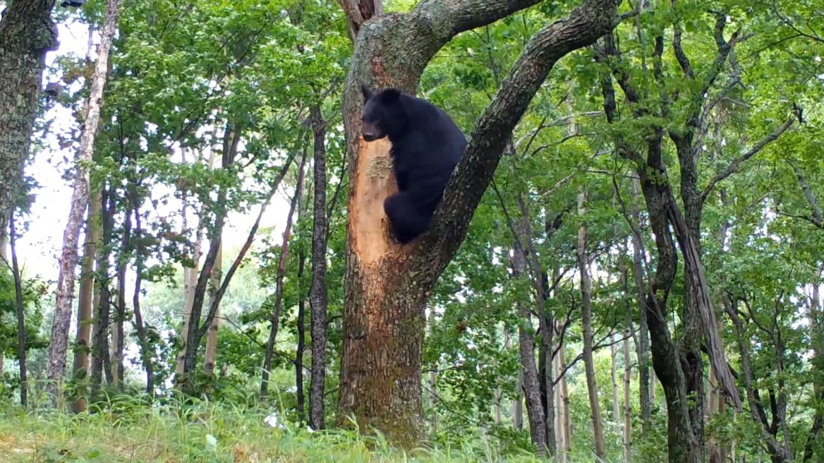 Белогрудый медведь на дереве