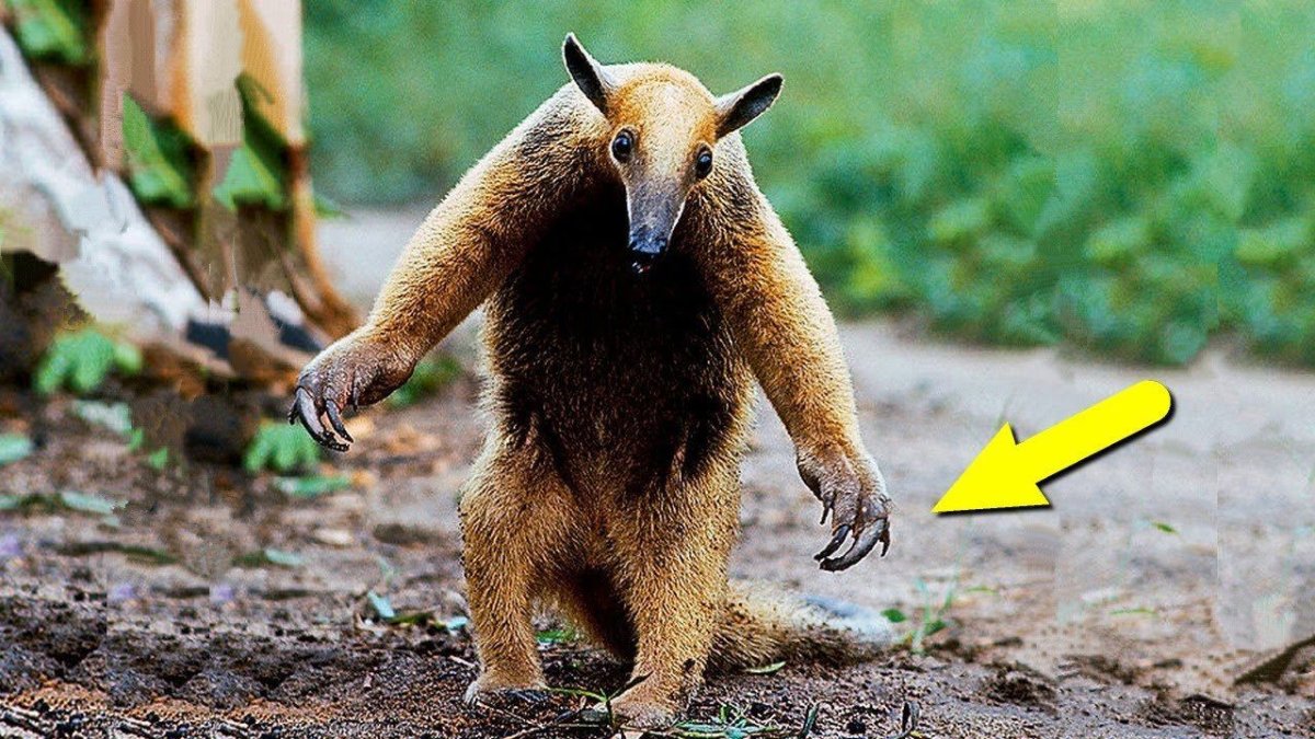 Четырёхпалый муравьед тамандуа