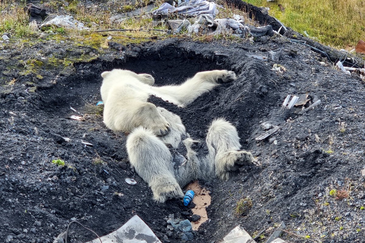 Белая Медведица с острова Диксон
