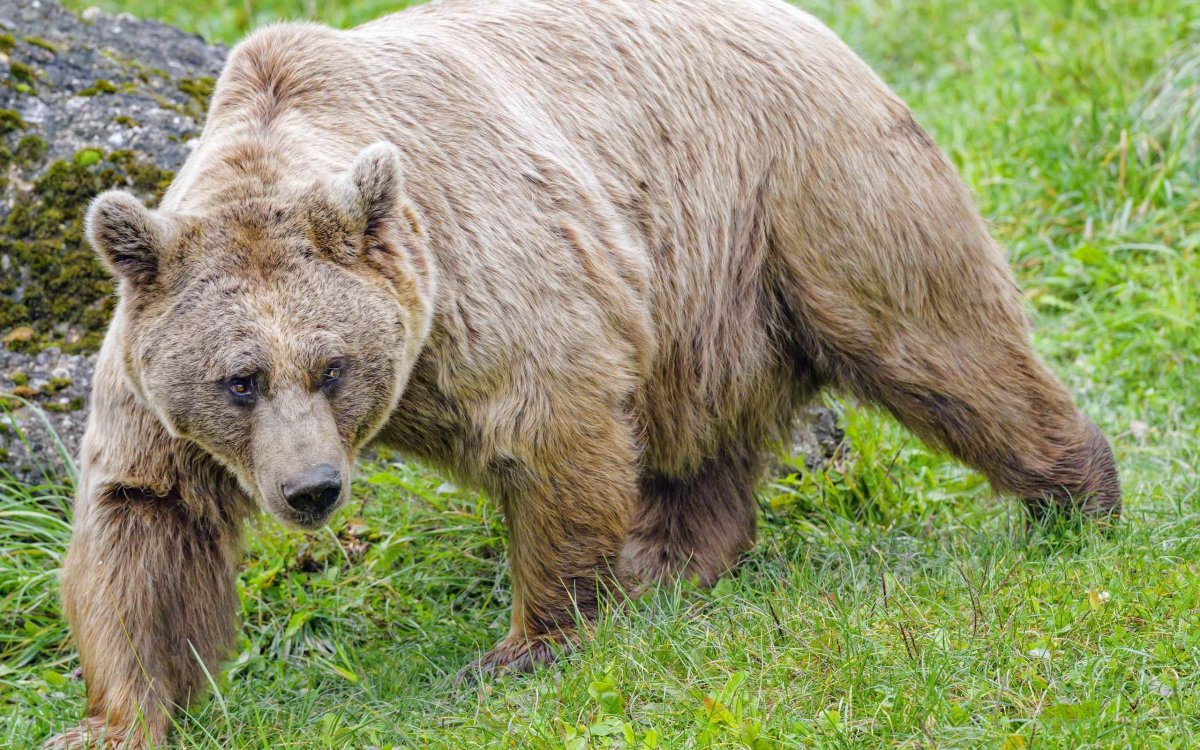 Выдающиеся звери медведь