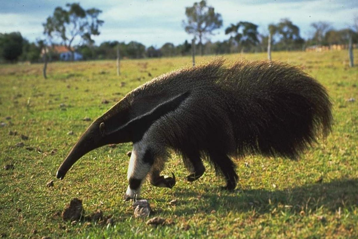 Giant Anteater