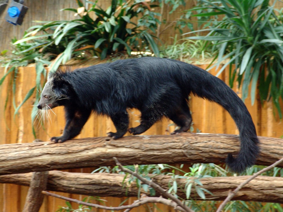Бинтуронг (Arctictis Binturong)