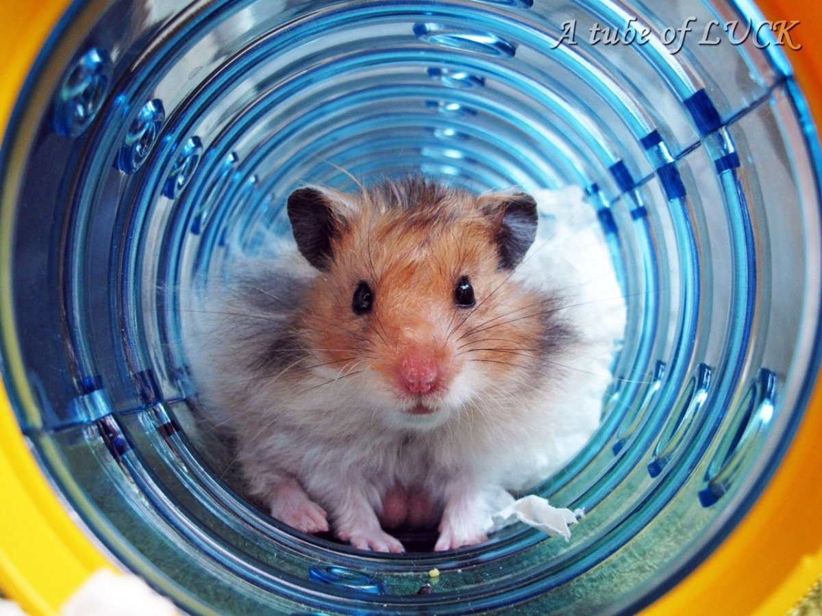 Хомяк сирийский