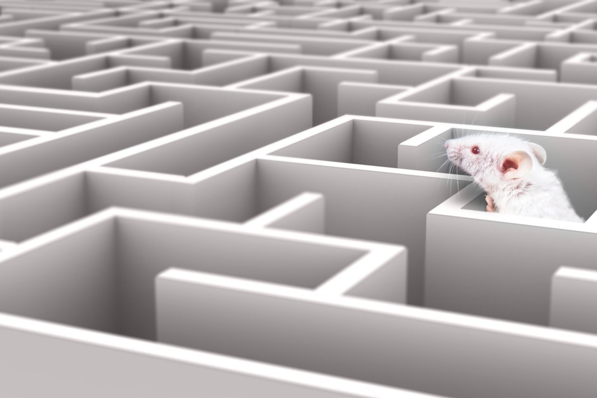 Толмен крысы Лабиринт