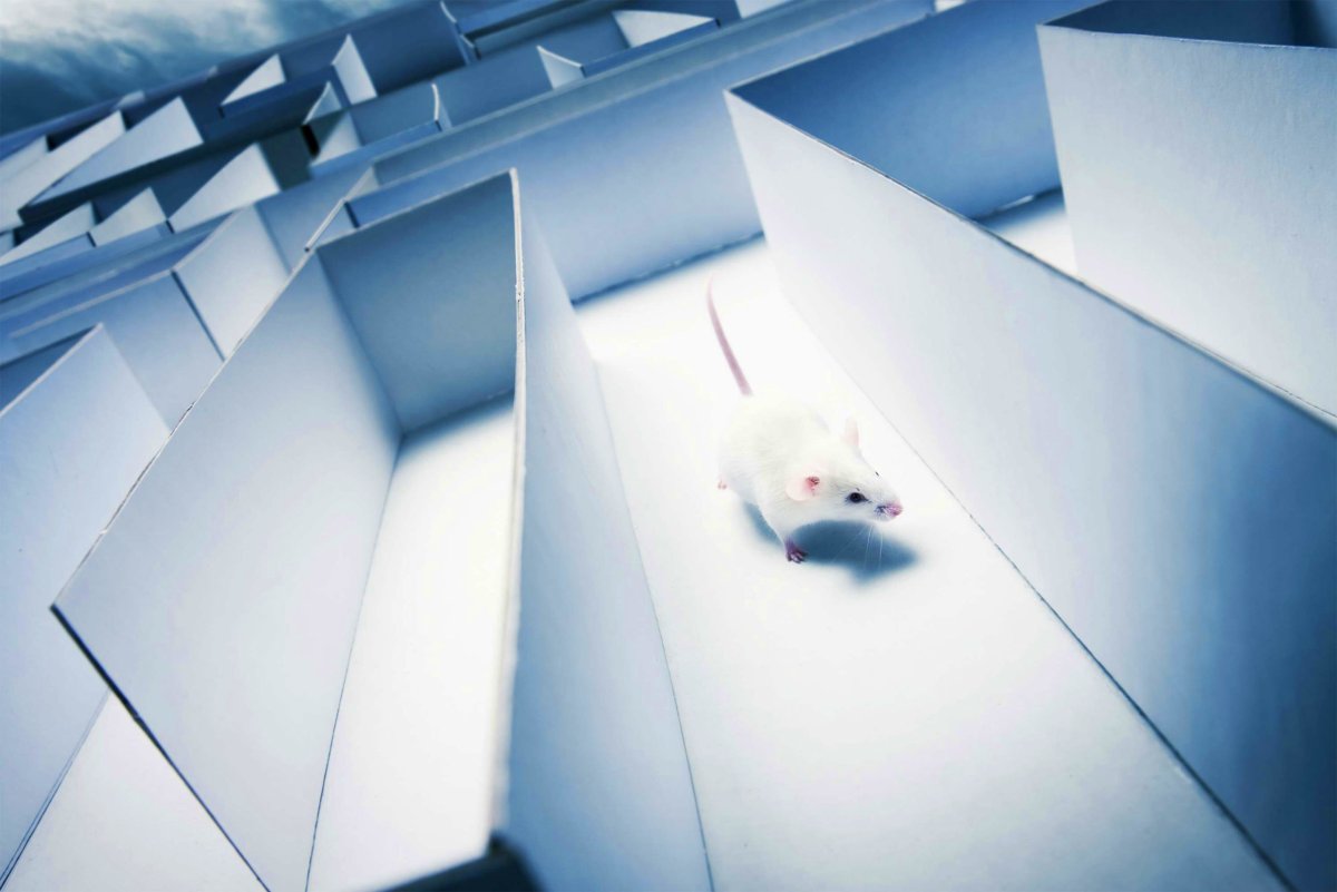 Мышка белая в лабиринте