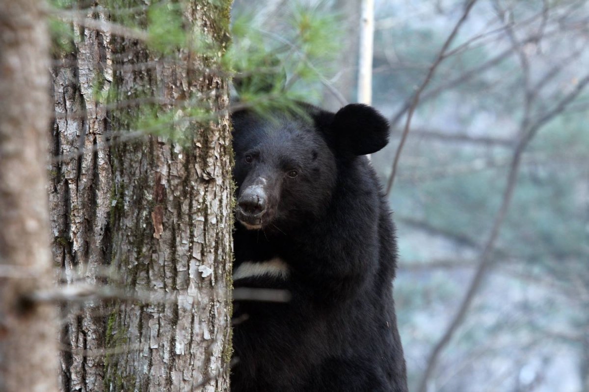 Шкура гималайского медведя