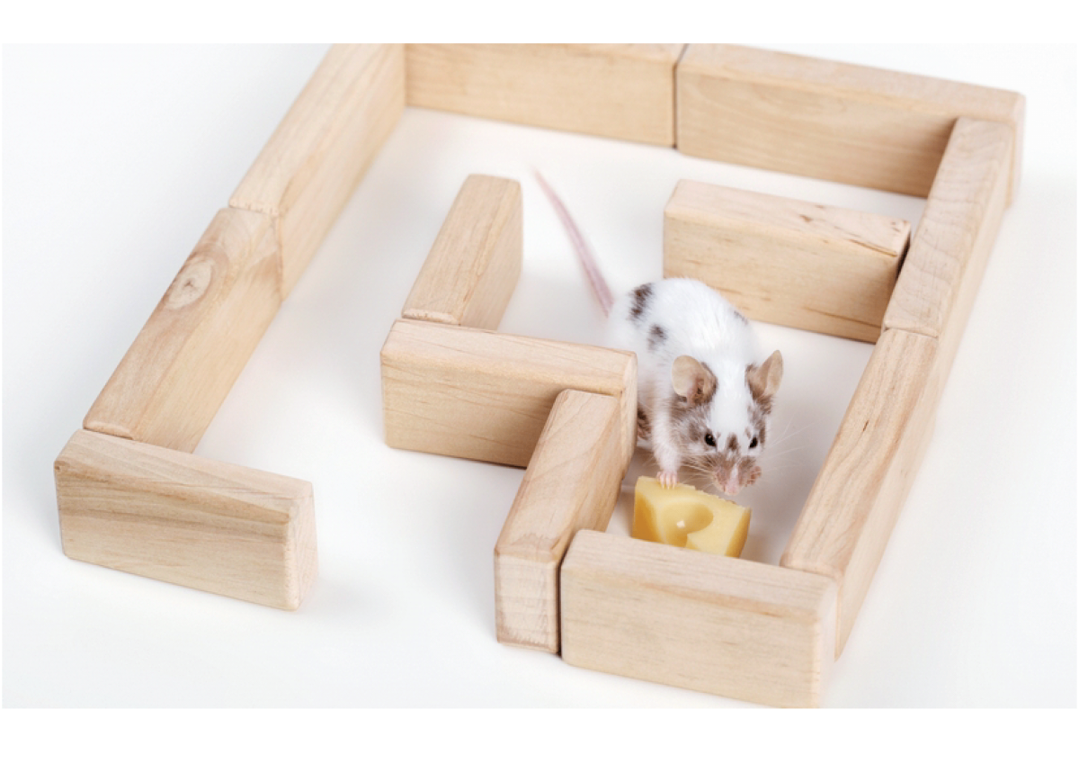 Мышь в лабиринте