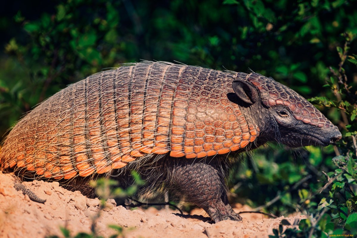 Армадилло броненосец