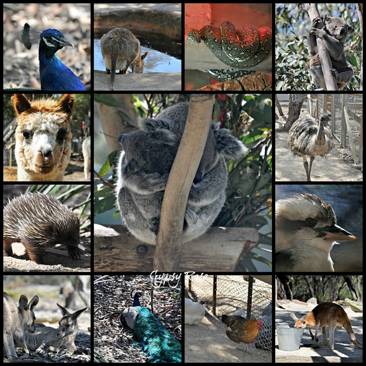 Австралийские животные коллаж