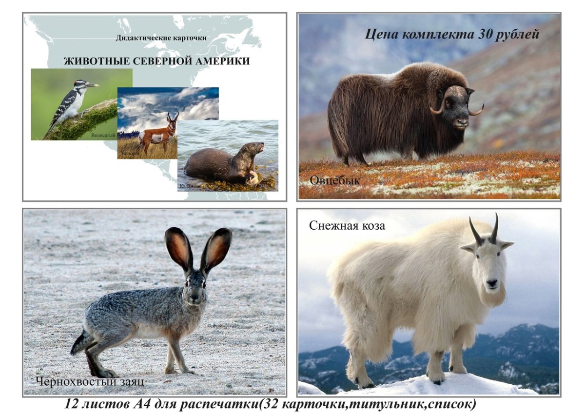 Обитатели Северной Америки