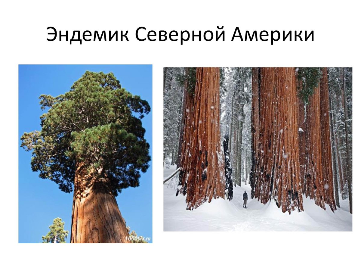 Эндвенки Северной Америки