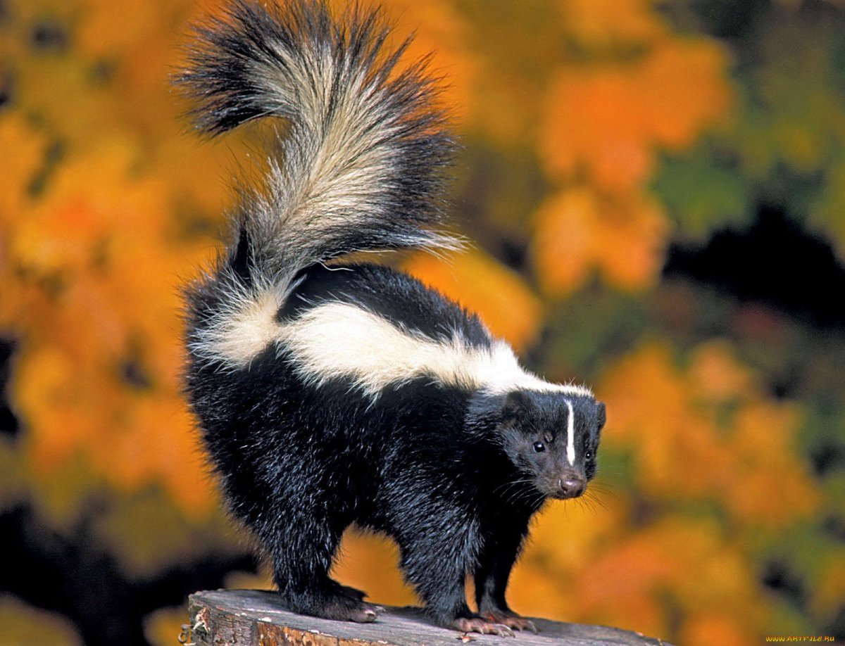 Скунс Америка