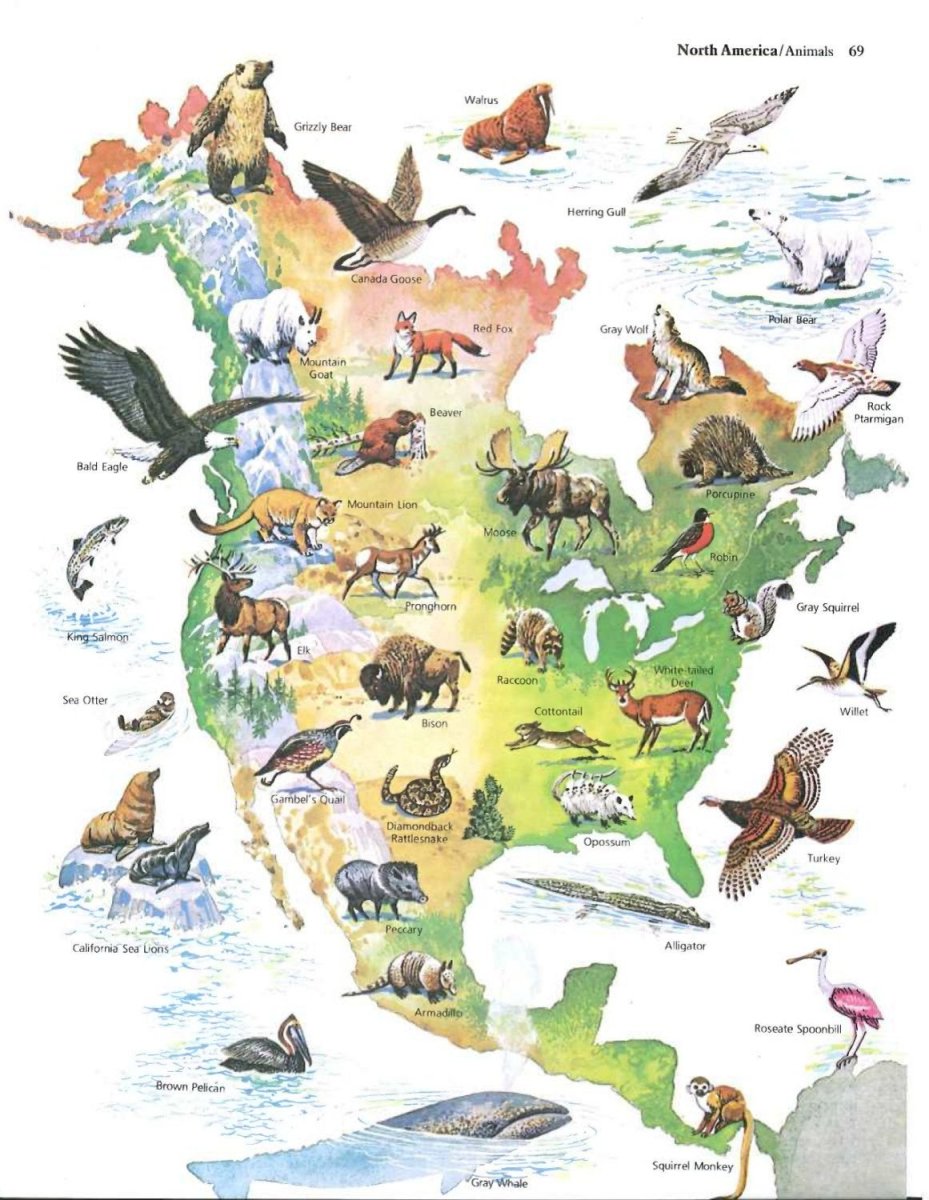 Северная Америка с животными