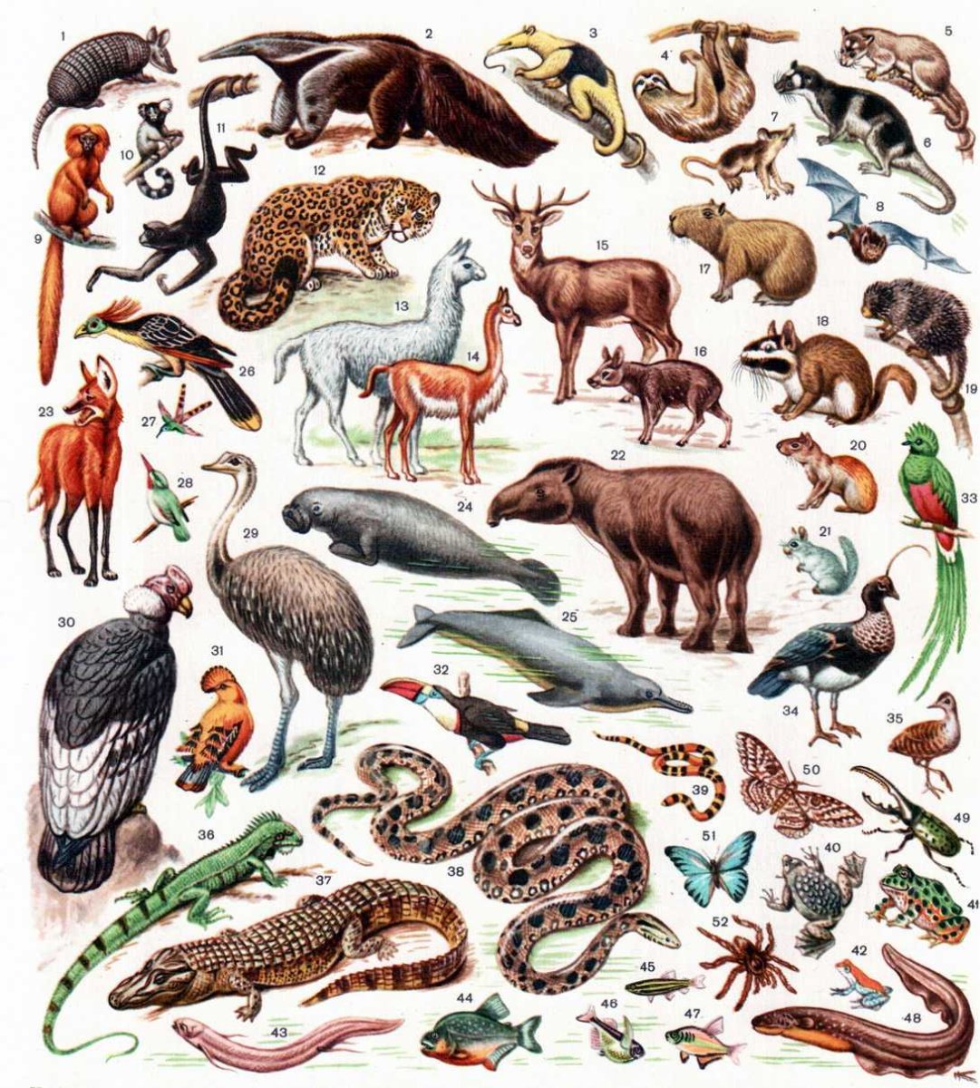 Неотропическая область фауна и Флора