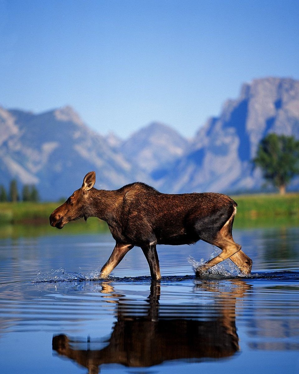 Гранд Титон животные