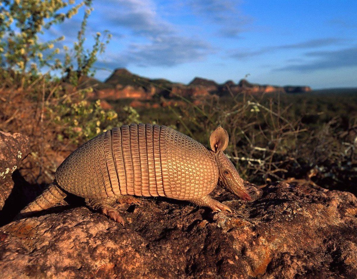 Армадилло броненосец