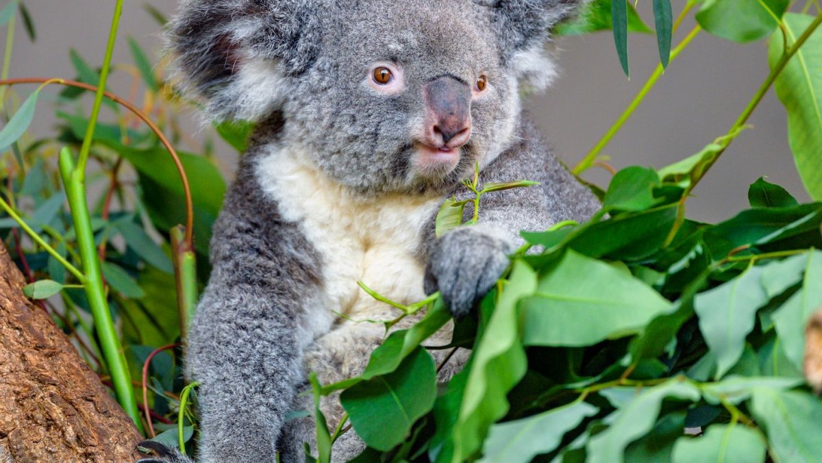 Серая коала