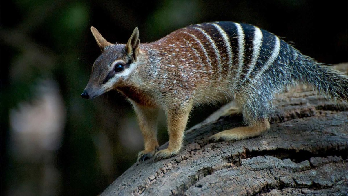 Животные Австралии намбат