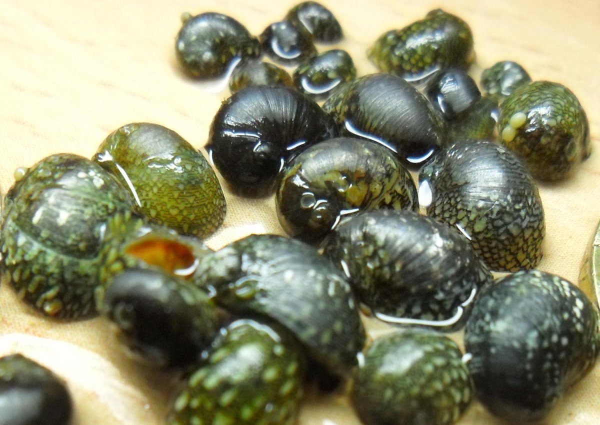 Улитка Неретина теодоксус