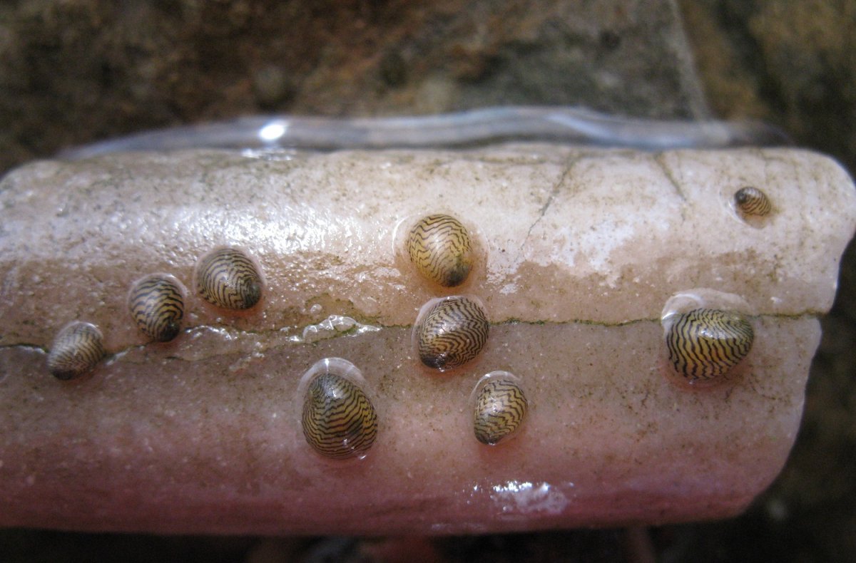 Теодоксус астраханикус