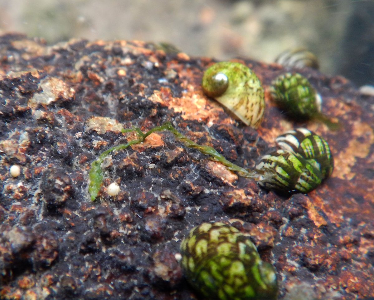 Аквариумные улитки Теодоксусы