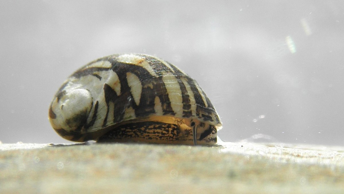 Теядоксу улитка аквариумная