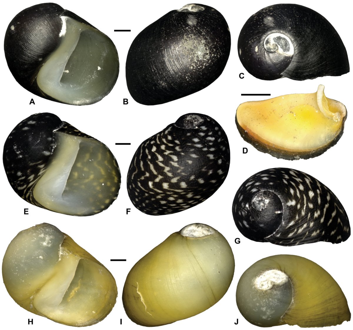 Теодоксус улитка