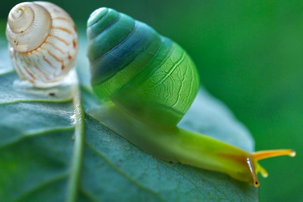 Остров улиток