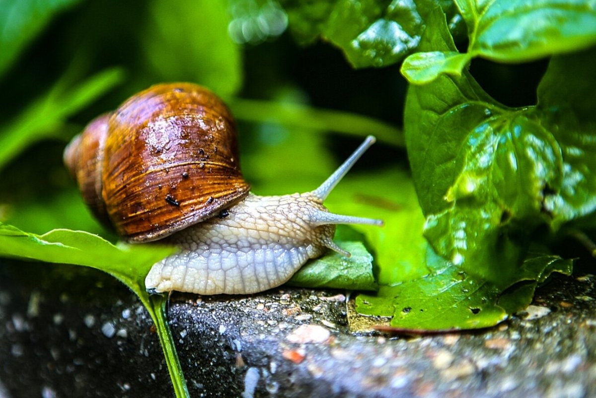 Садовая улитка брюхоногие моллюски