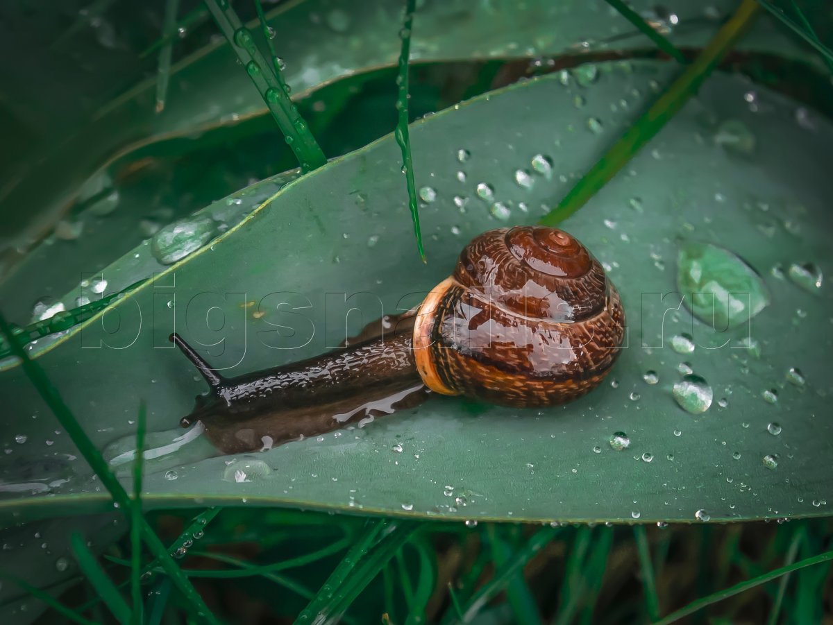 Брадибена Вайриха улитка