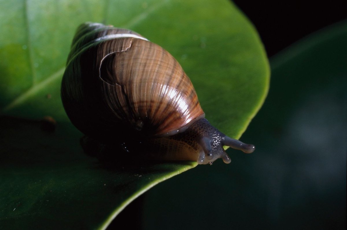 Achatinella mustelina