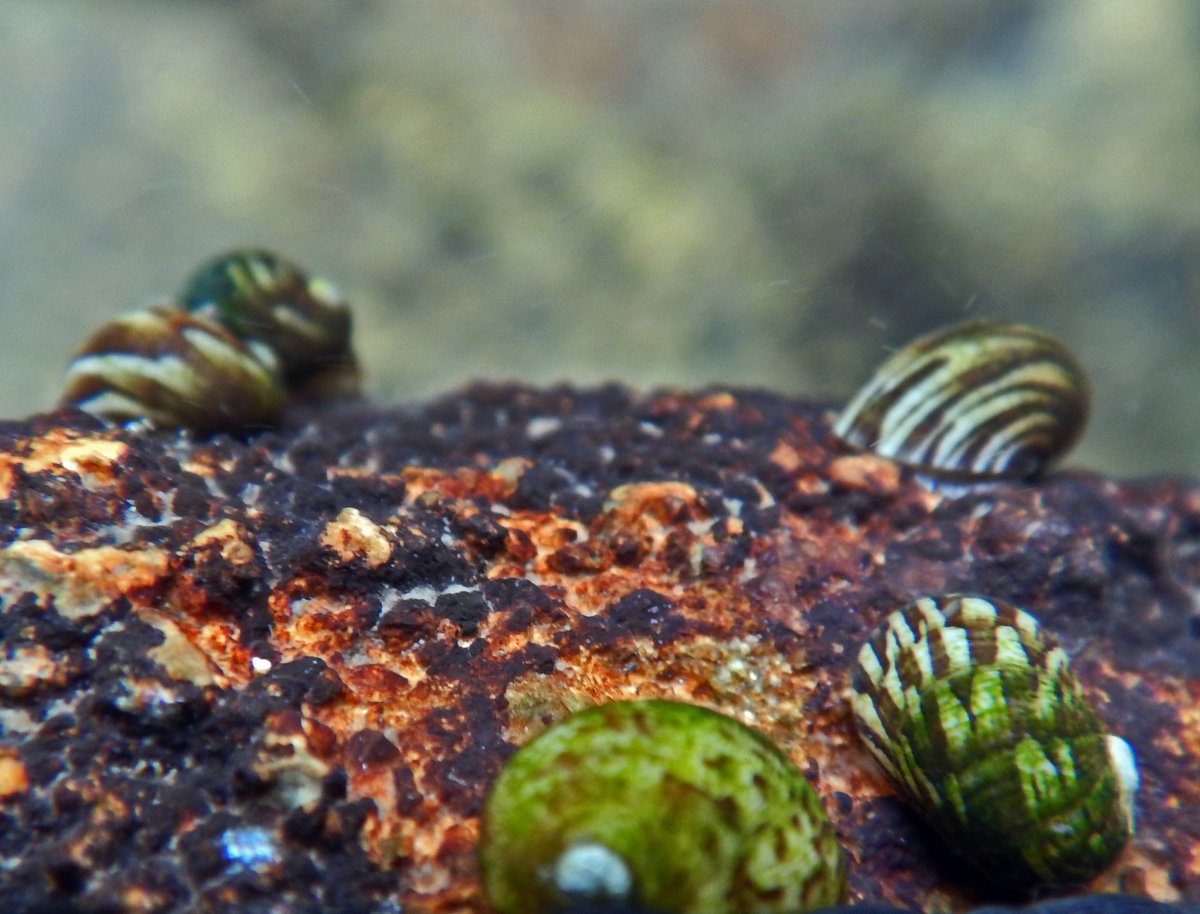 Теодоксус улитка купить в СПБ