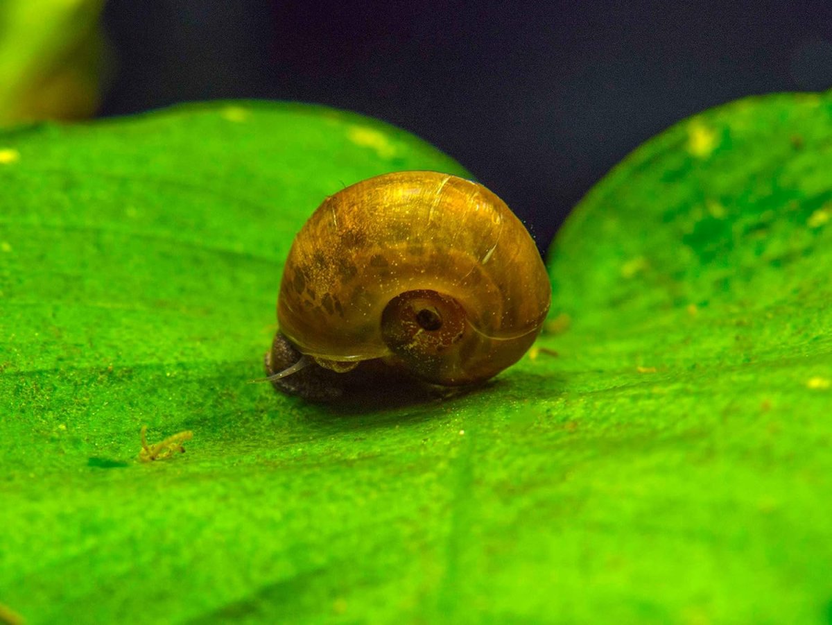Ramshorn Snail улитка катушка