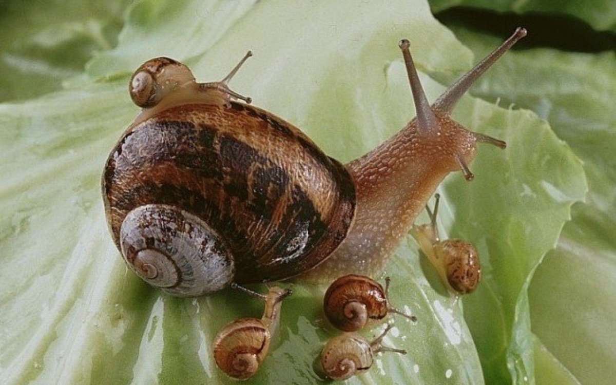 Улитки ахатины и виноградные